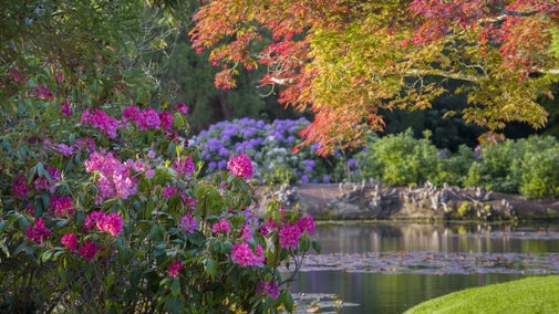 Rhododendrons at Sheffield Park and Garden